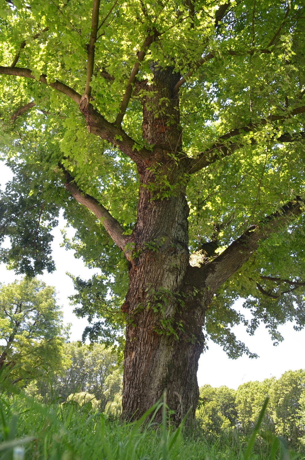 Acer saccharinum