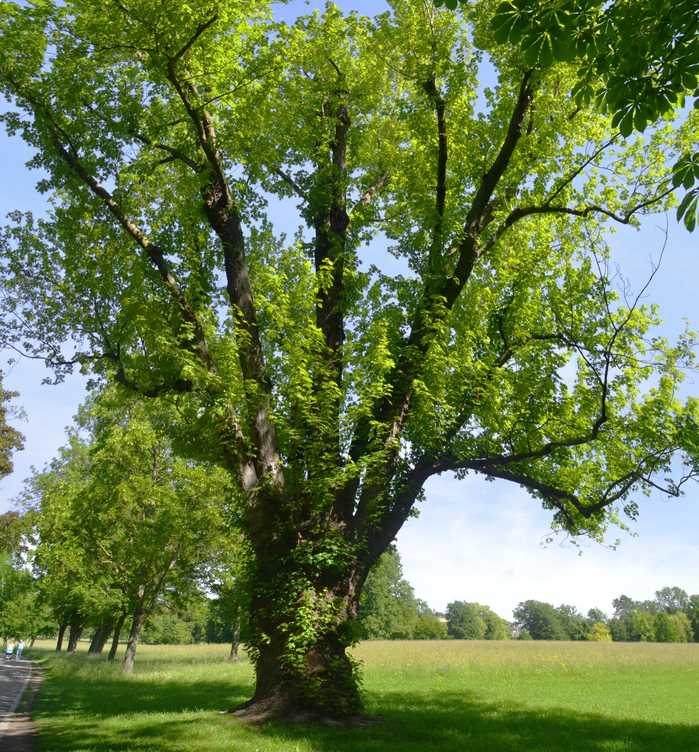 Acer saccharinum