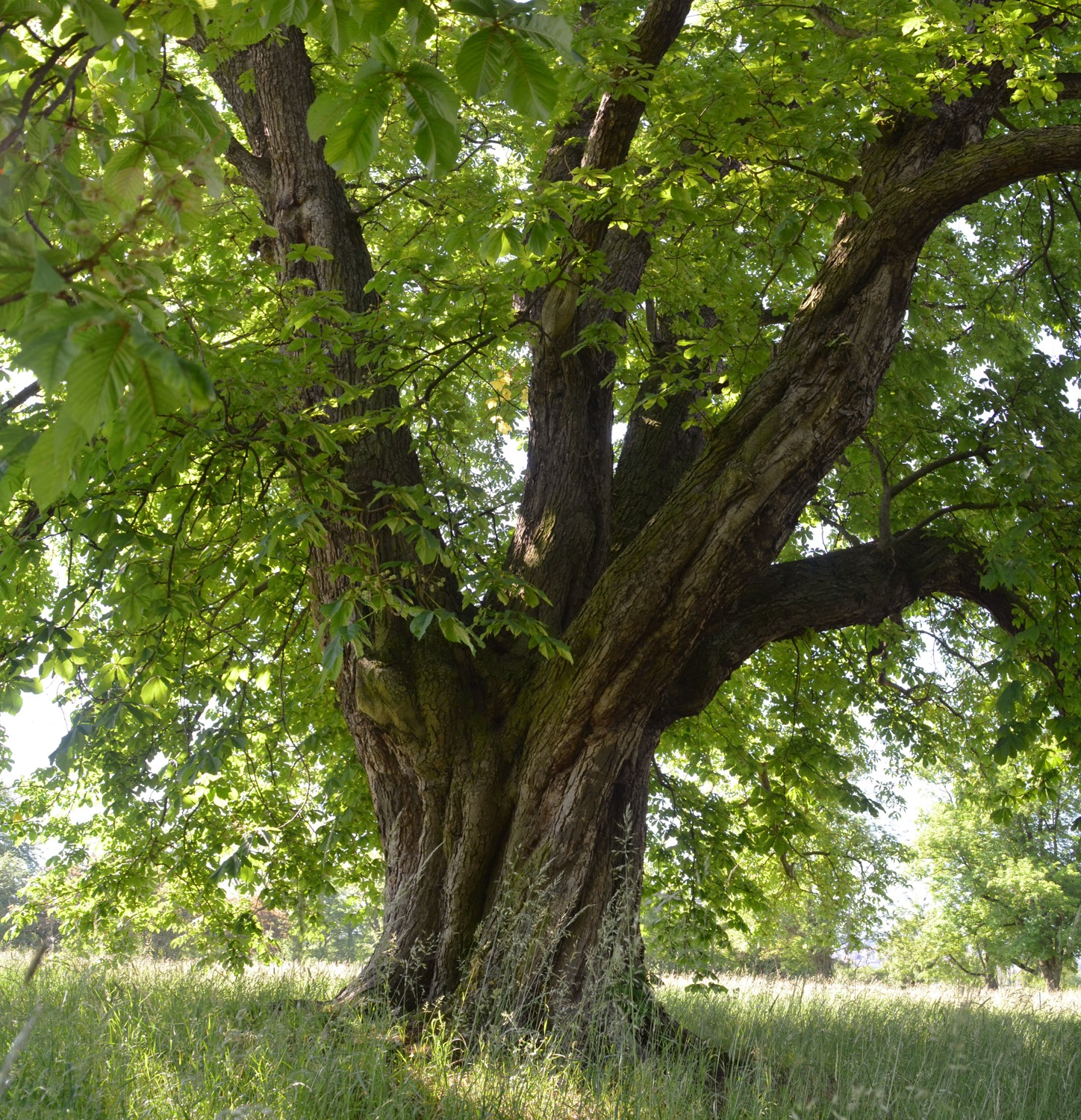 Aesculus hippocastanum - Stuttgart, Rosensteinpark - 2019