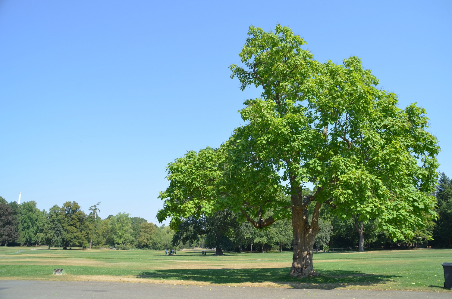 Catalpa speciosa - Karlsruhe - 2020