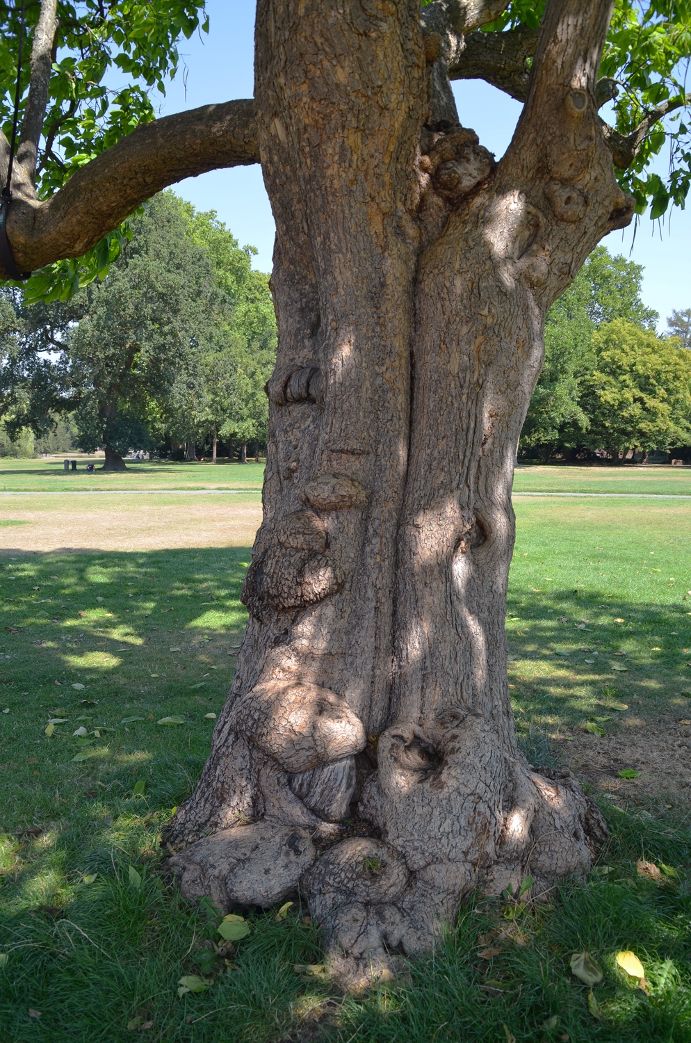 Catalpa speciosa - Karlsruhe - 2020