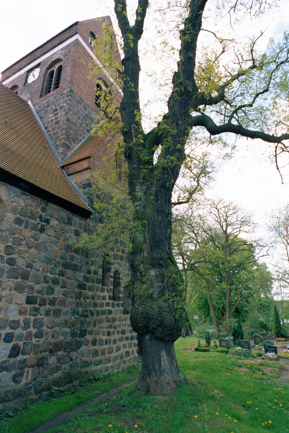 Fraxinus angustifolia - Klobbicke - 2004