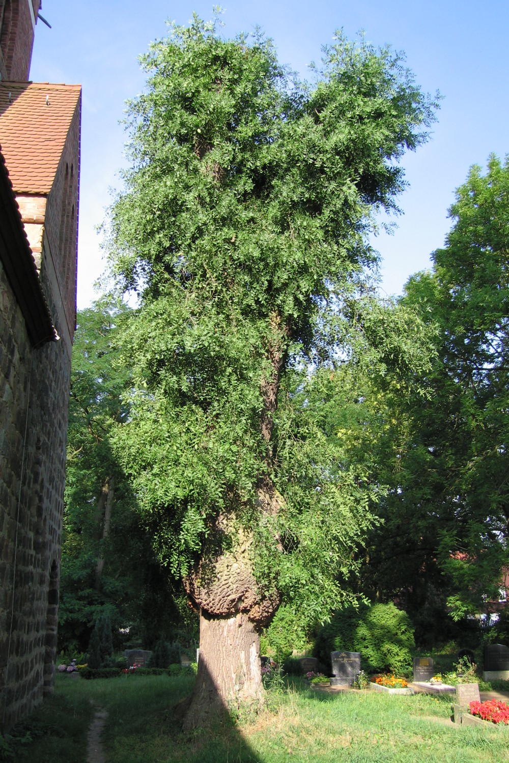 Fraxinus angustifolia - Klobbicke - 2006