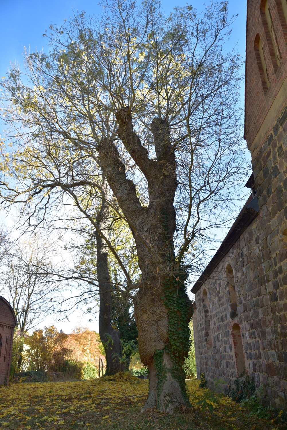 Fraxinus angustifolia - Klobbicke - 2018