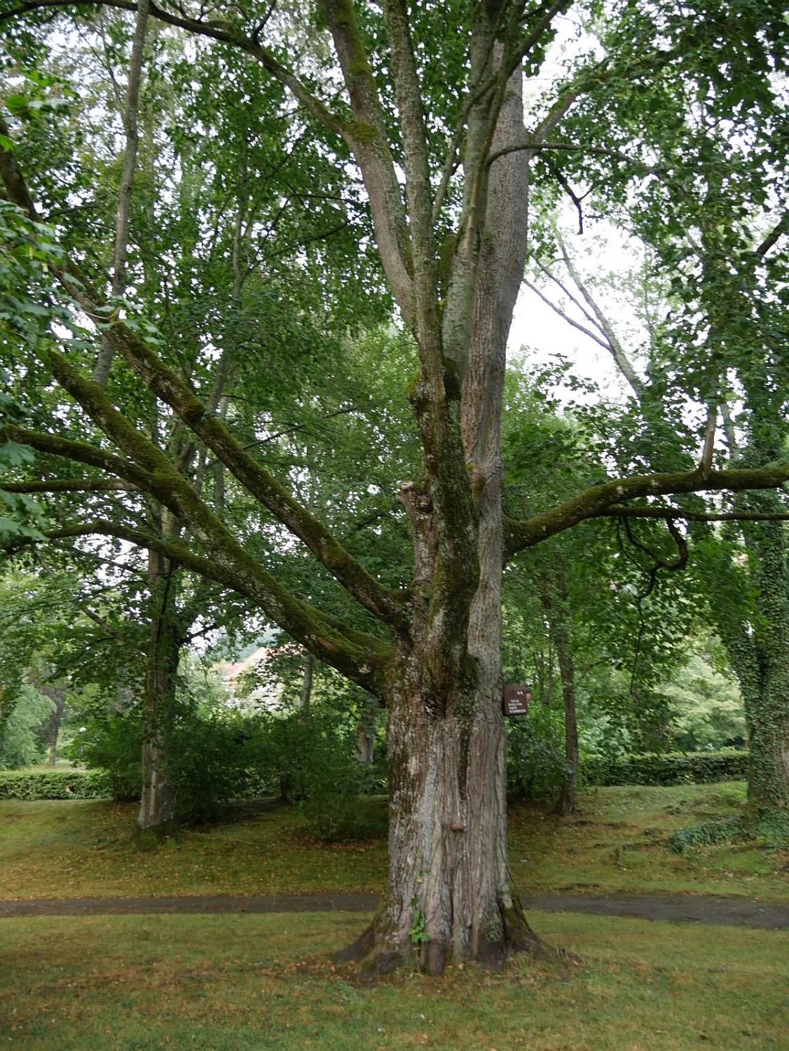 'Cucullatum' Acer platanoides
