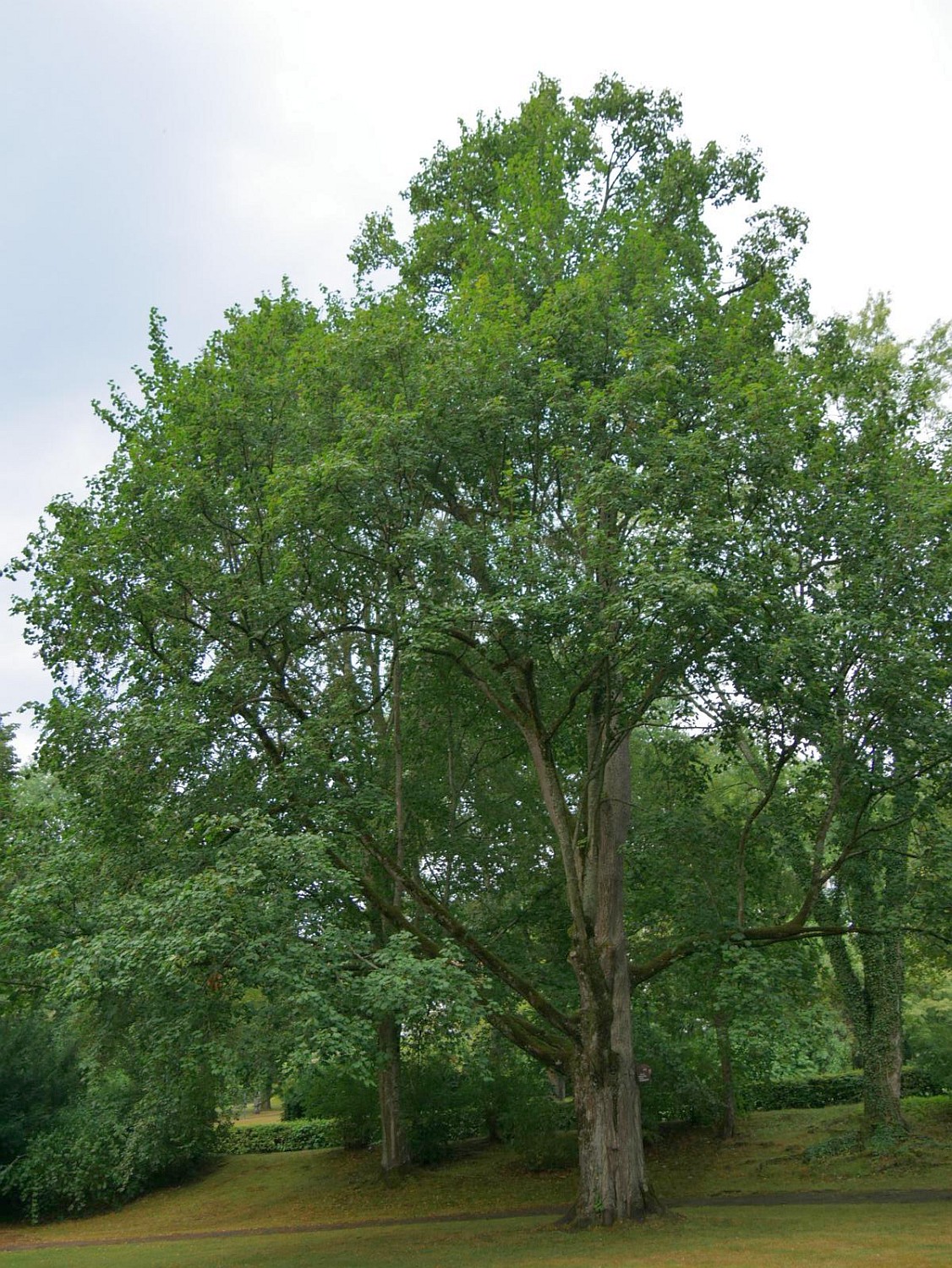 Acer platanoides 'Cucullatum' - Bad Orb - 2020