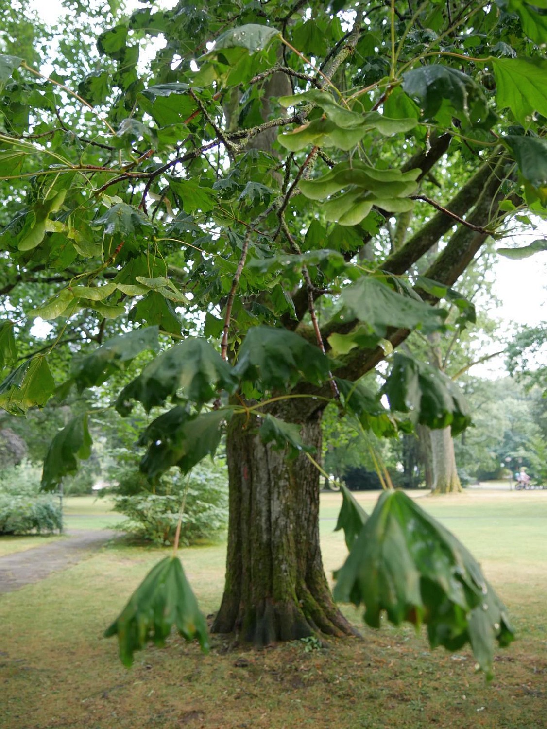 Acer platanoides 'Cucullatum' - Bad Orb - 2020