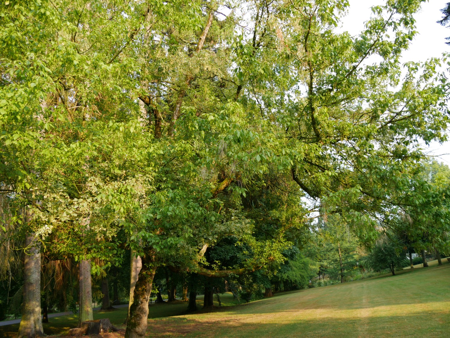 Acer negundo 'Auratum' - Bad Orb - 2020