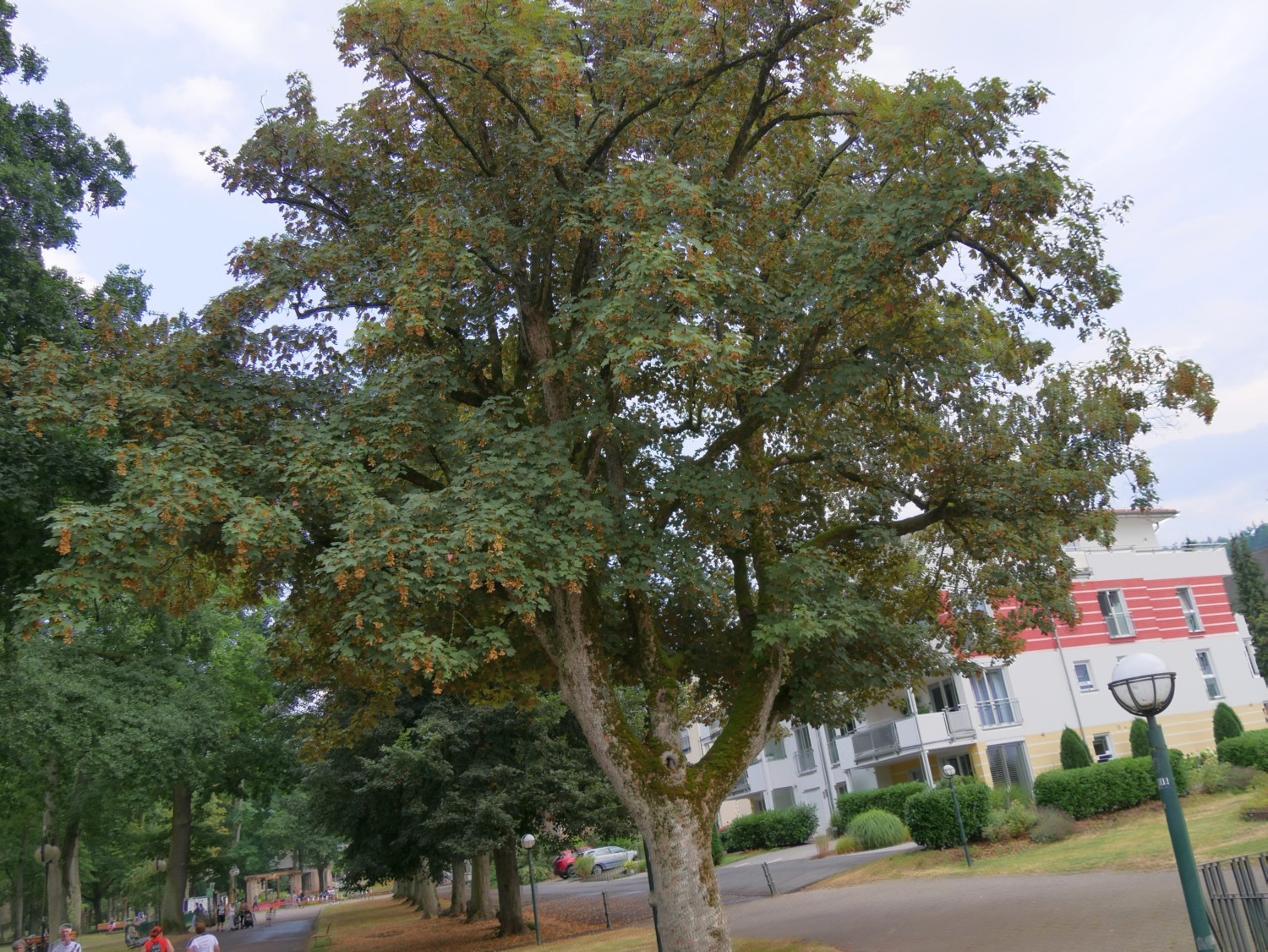 'Atropurpureum' Acer pseudoplatanus