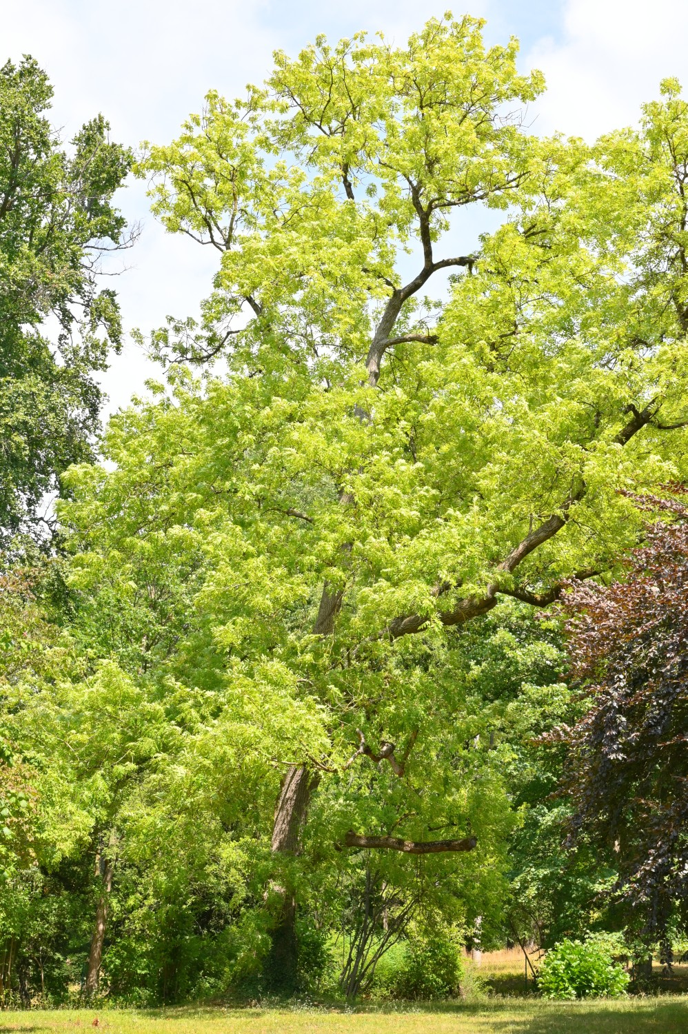 Fraxinus excelsior 'Aurea' - Altenstein - 2022