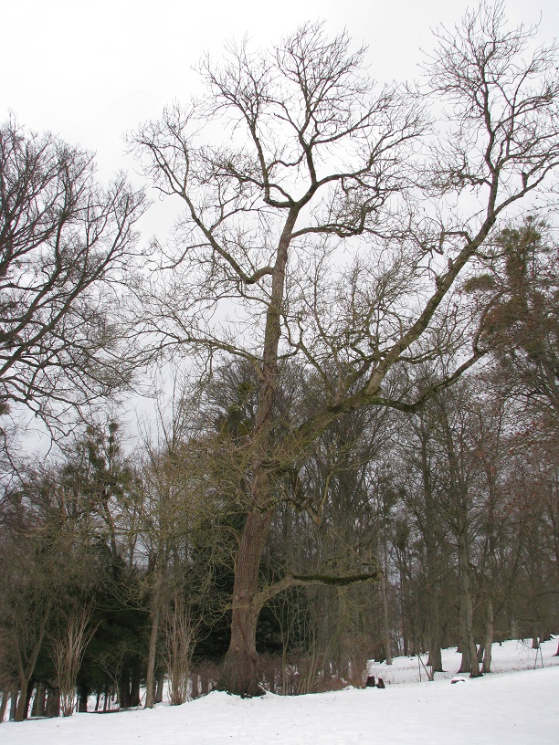'Aurea' excelsior Fraxinus