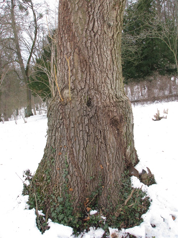 Fraxinus excelsior 'Aurea' - Altenstein - 2021