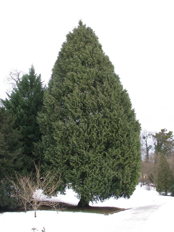 Cupressus nootkatensis