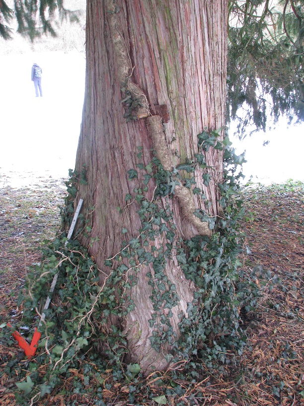 Xanthocyparis nootkatensis - Altenstein - 2021