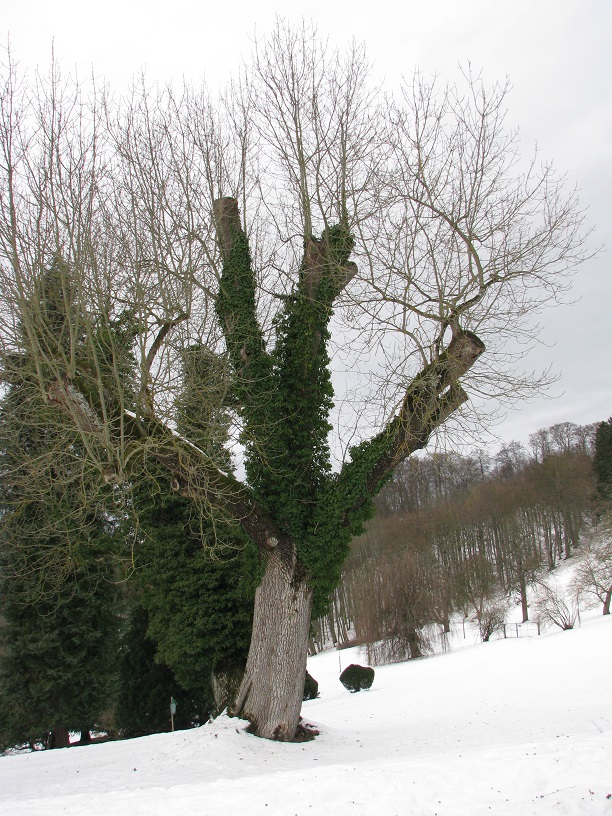 excelsior Fraxinus