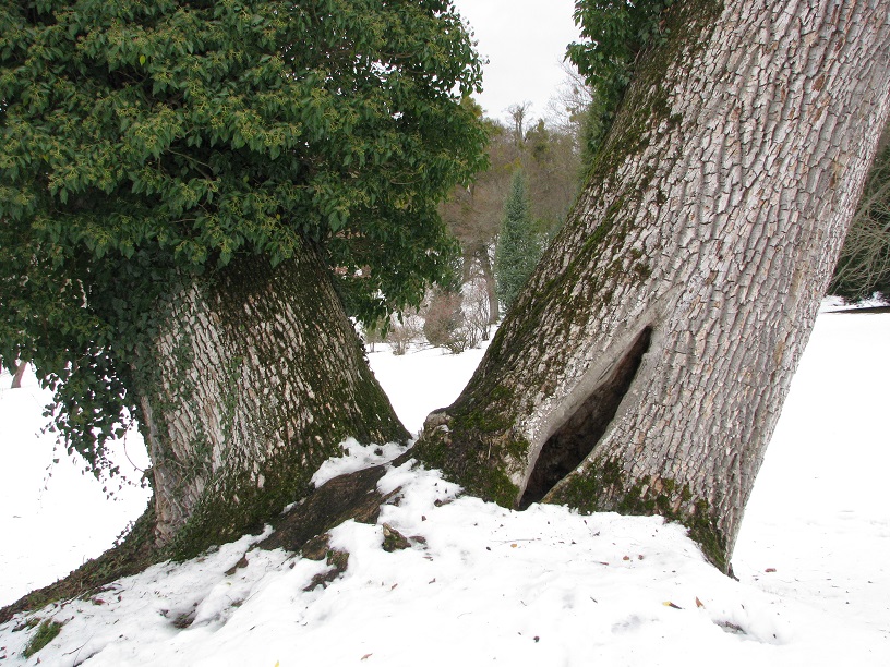 Fraxinus excelsior - Altenstein - 2021