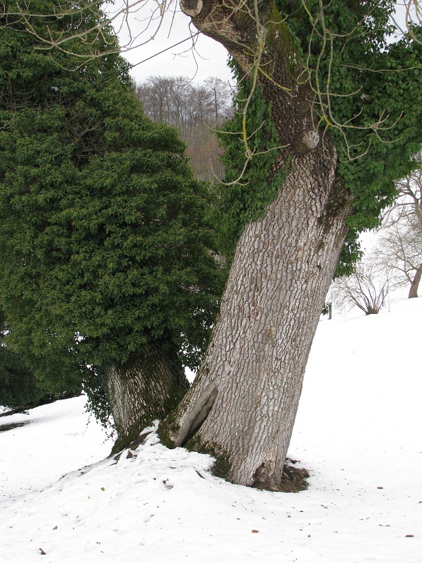 Fraxinus excelsior - Altenstein - 2021