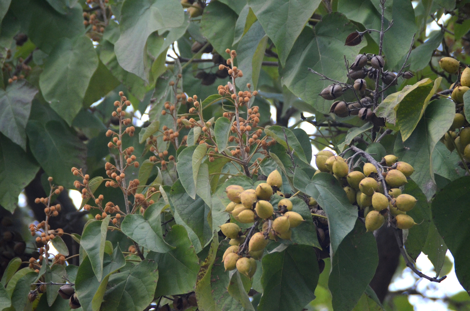 Paulownia tomentosa - Stuttgart - 2018