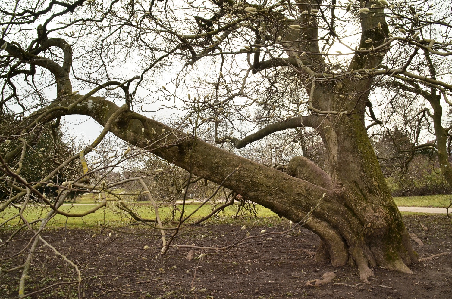 Magnolia × soulangeana - Stuttgart - 2021