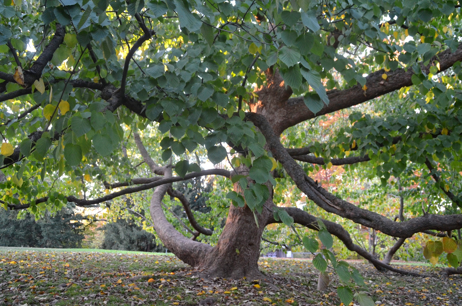 Davidia involucrata
