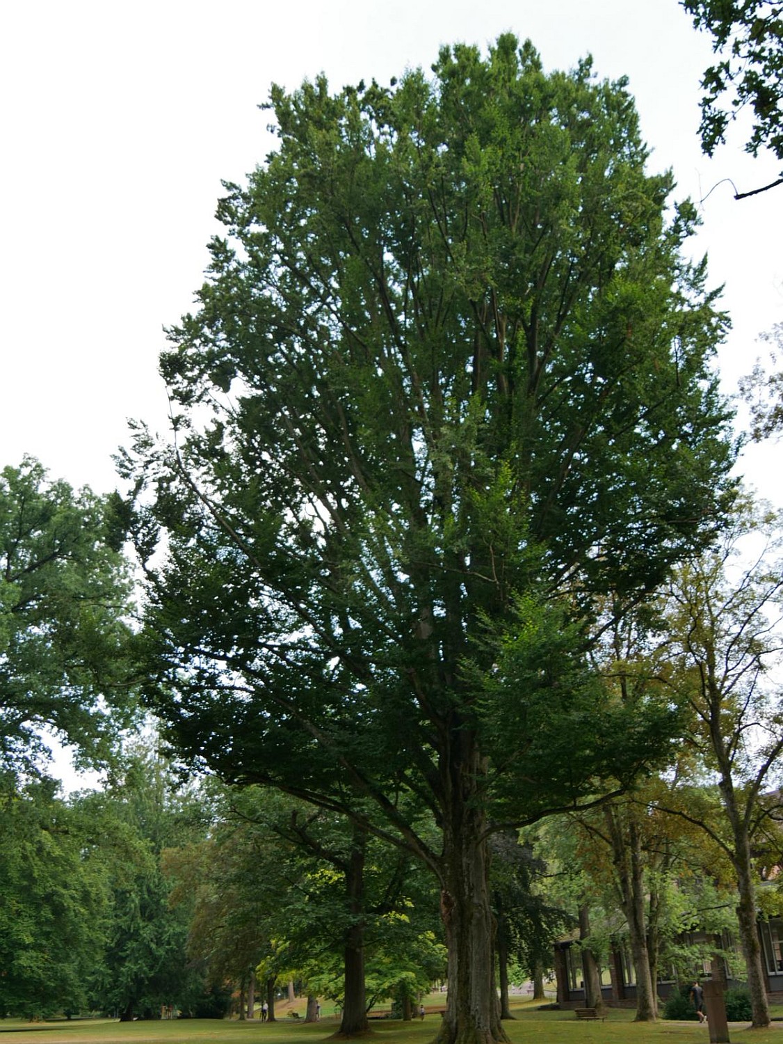 'Pyramidalis' Fagus sylvatica