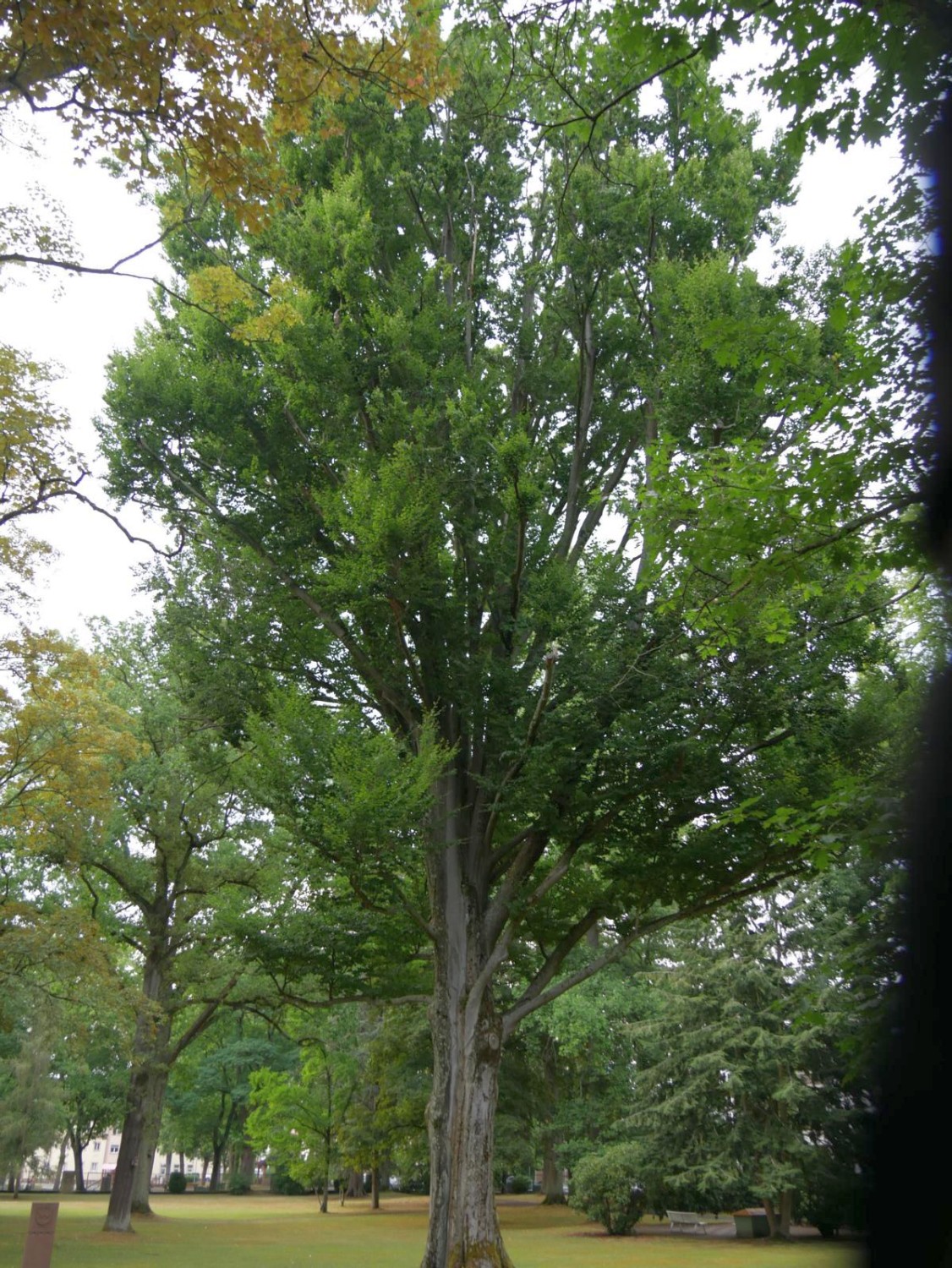 Fagus sylvatica 'Pyramidalis' - Bad Orb - 2020