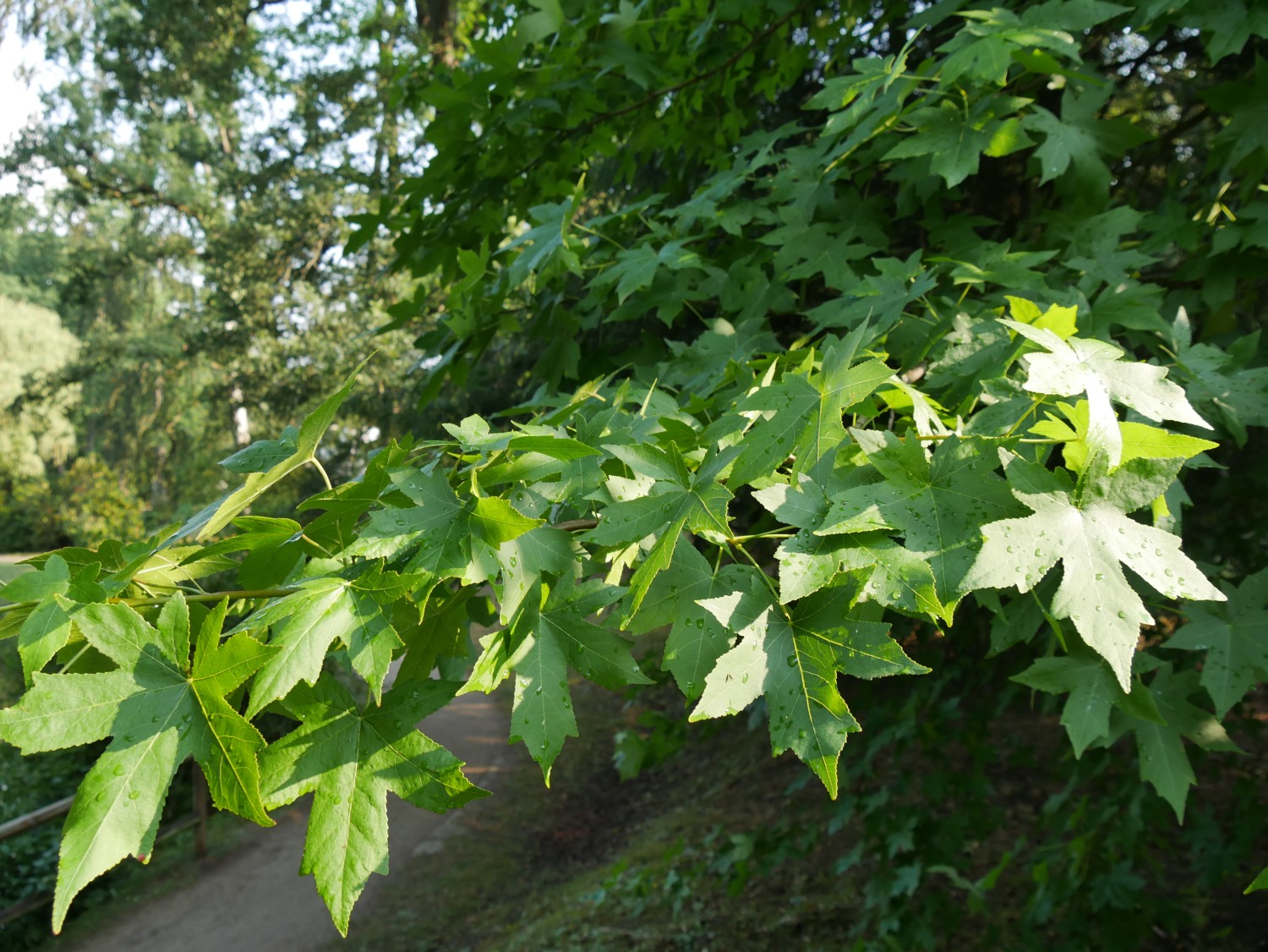 Liquidambar orientalis - Bad Orb - 2020