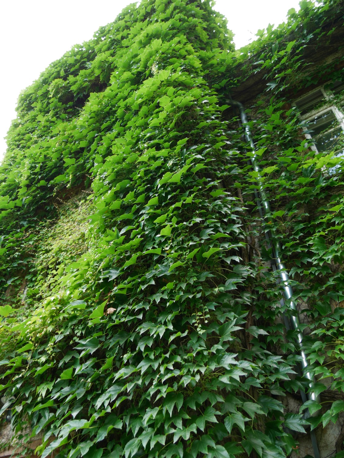 Parthenocissus tricuspidata - Gießen - 2020