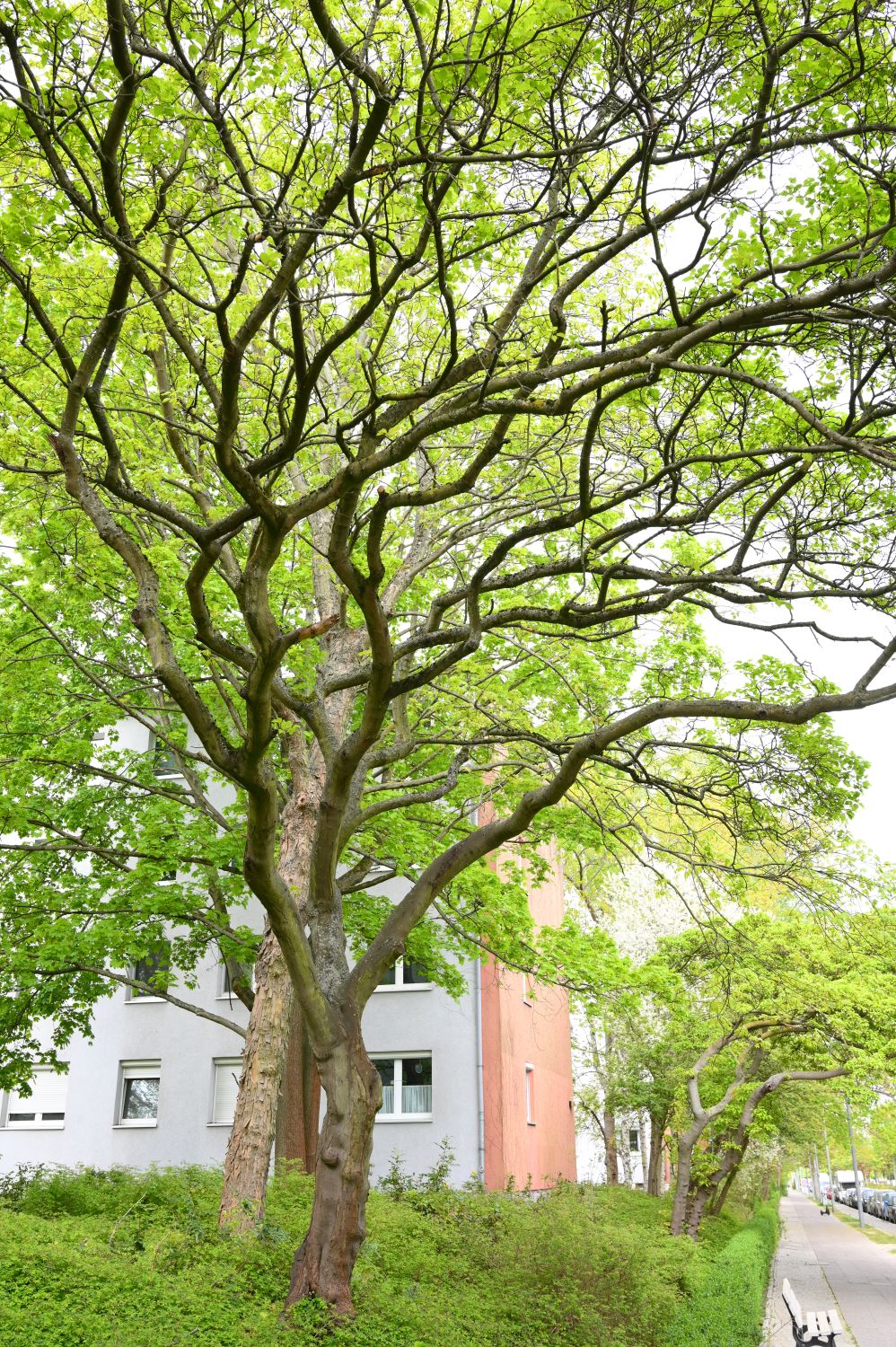 Acer tataricum - Berlin Prenzlauer Berg - 2020