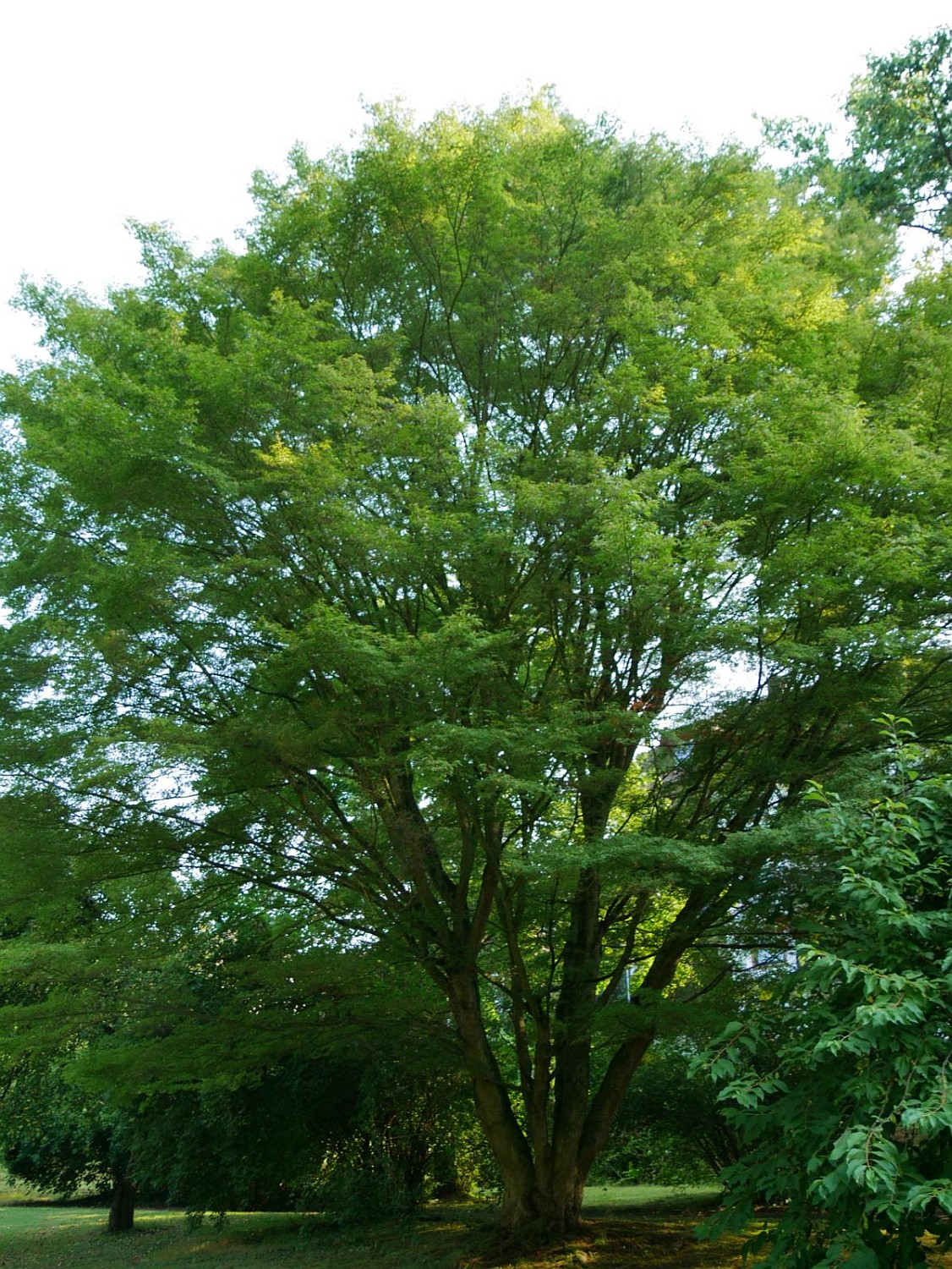 Acer palmatum