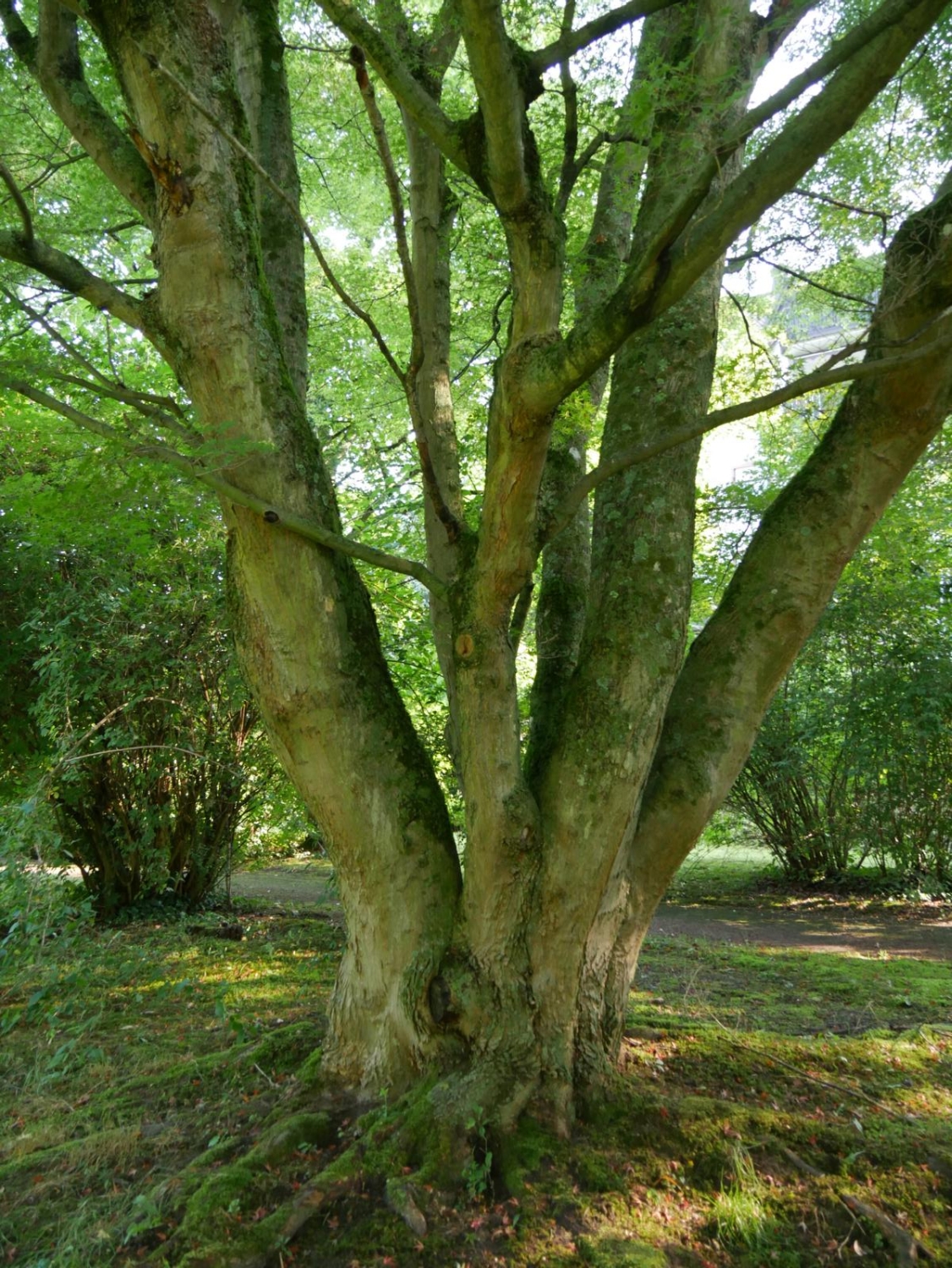 Acer palmatum - Bad Orb - 2020