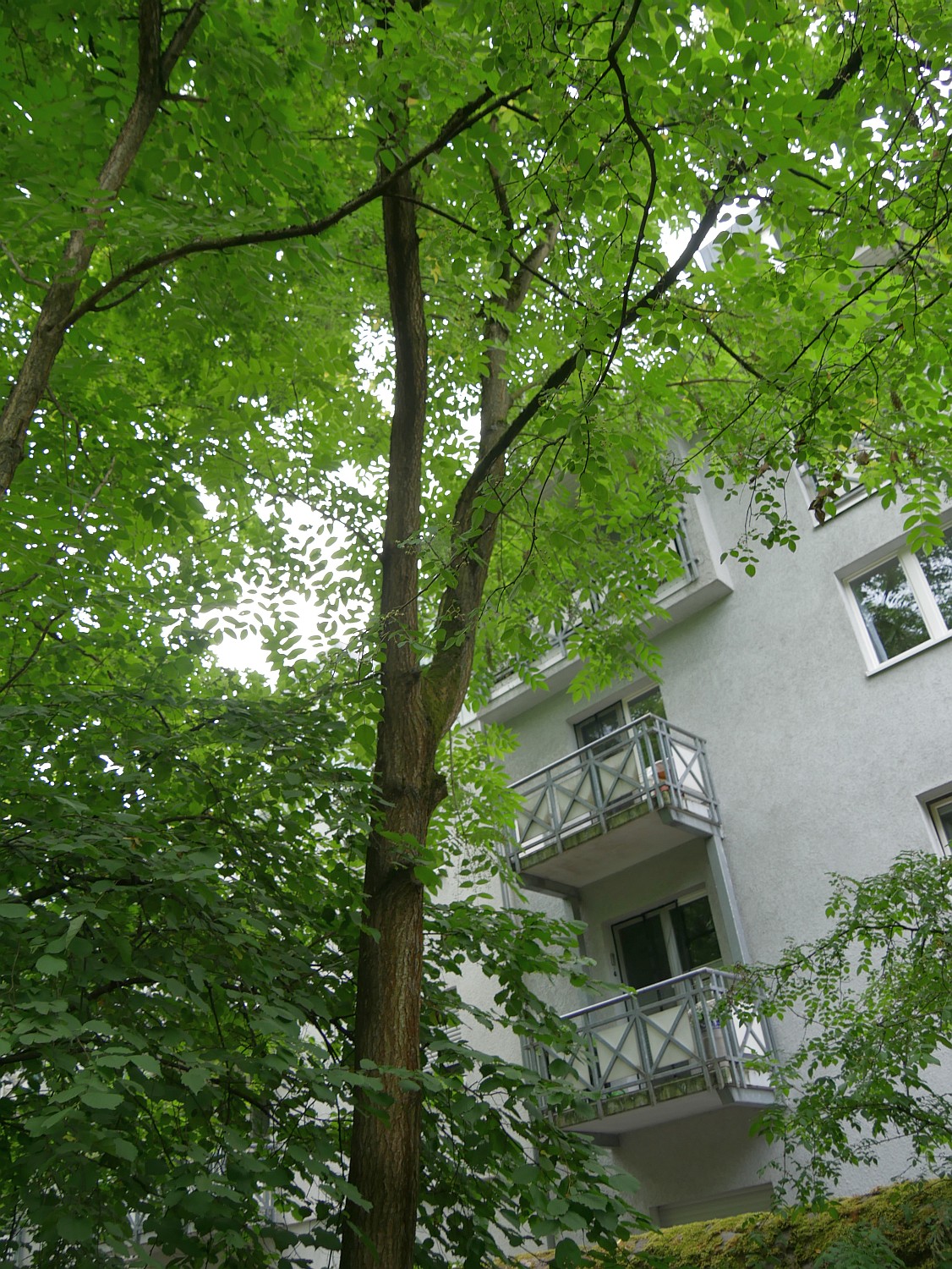 Rhus verniciflua - Gießen - 2020
