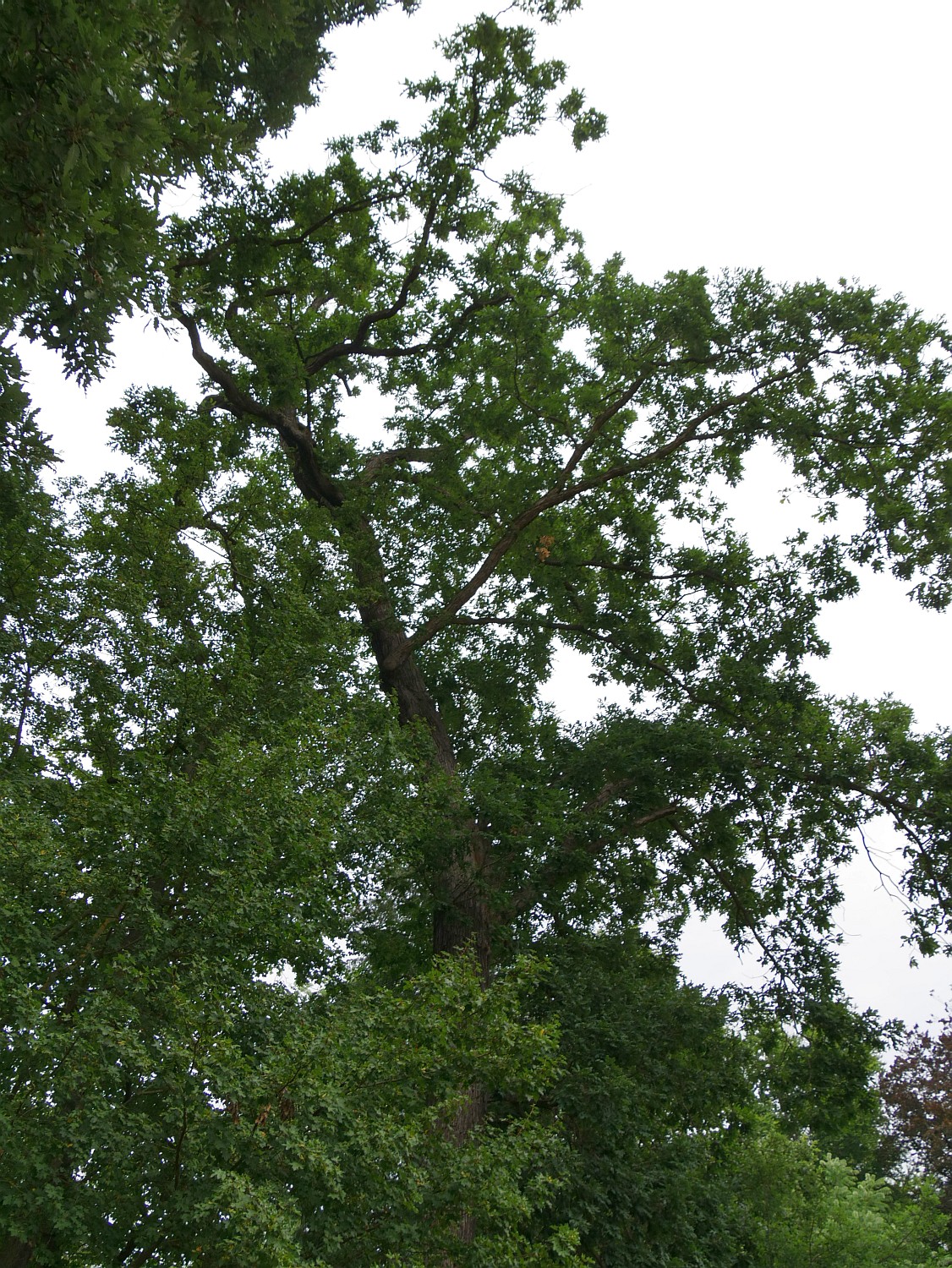 Quercus alba - Gießen - 2020