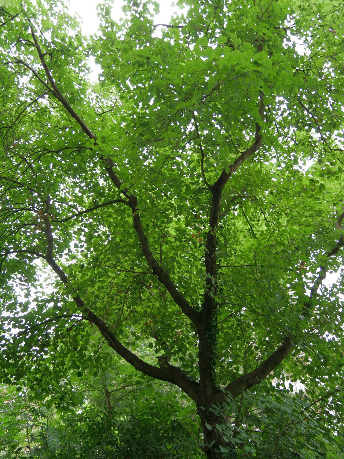 Acer opalus subsp. obtusatum - Gießen - 2020