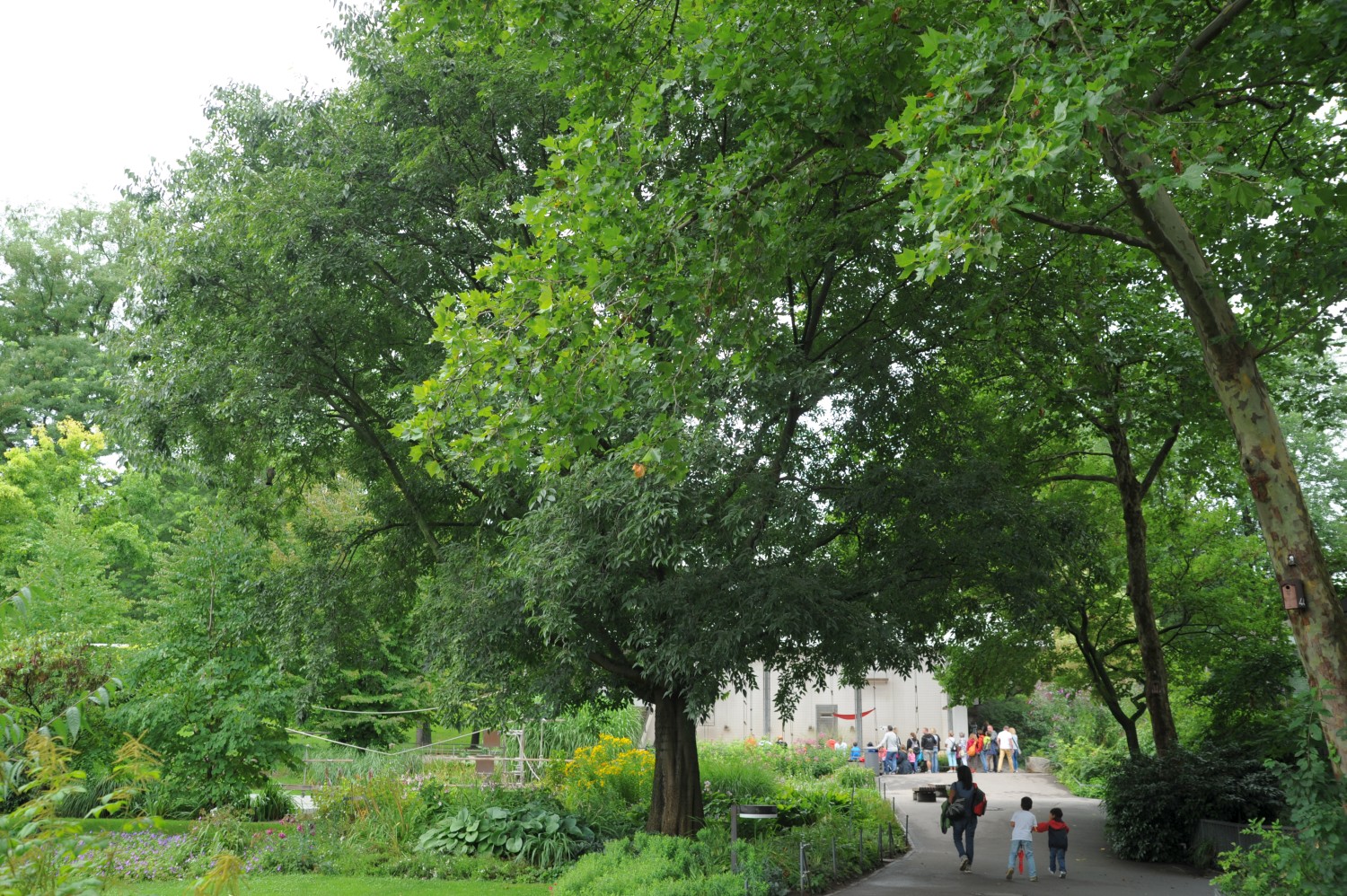 australis Celtis