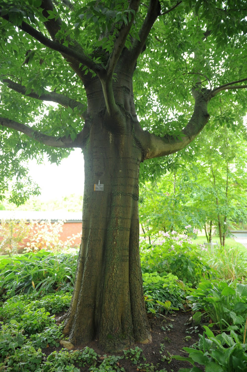 Celtis australis - Stuttgart, Wilhelma - 2014