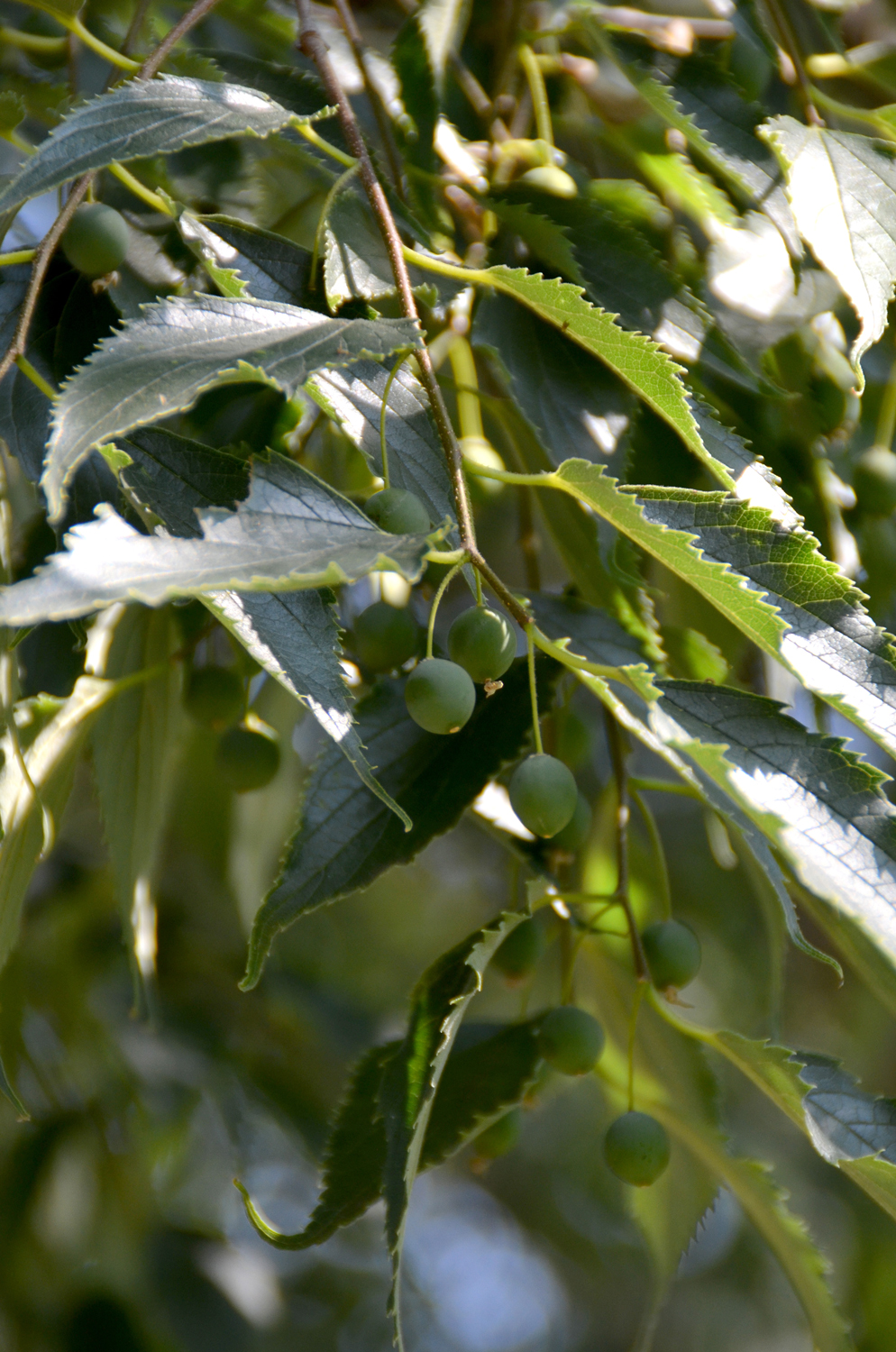 Celtis australis - Wilhelma Stuttgart - August 2019