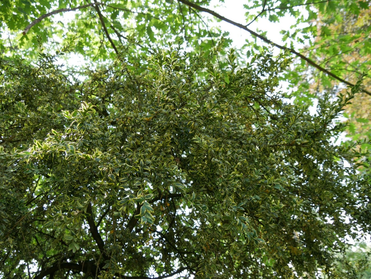 Buxus sempervirens 'Aureovariegata' - Marburg - 2020