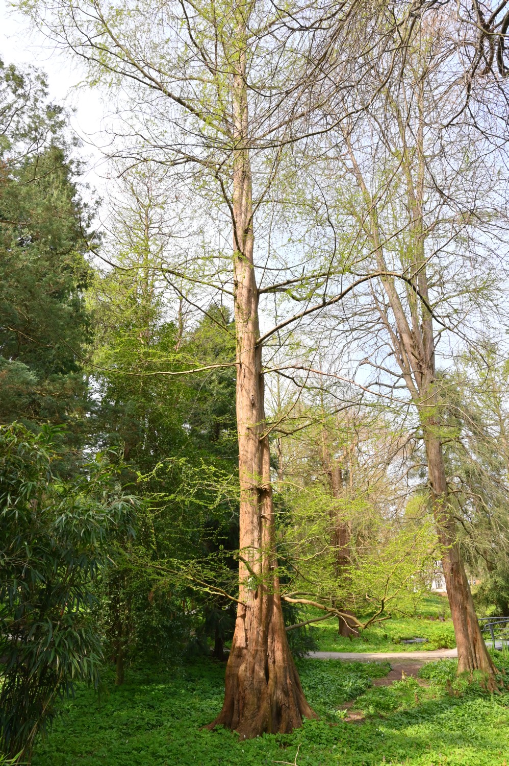 Metasequoia glyptostroboides - Kiel, Alter Botanischer Garten - 2022