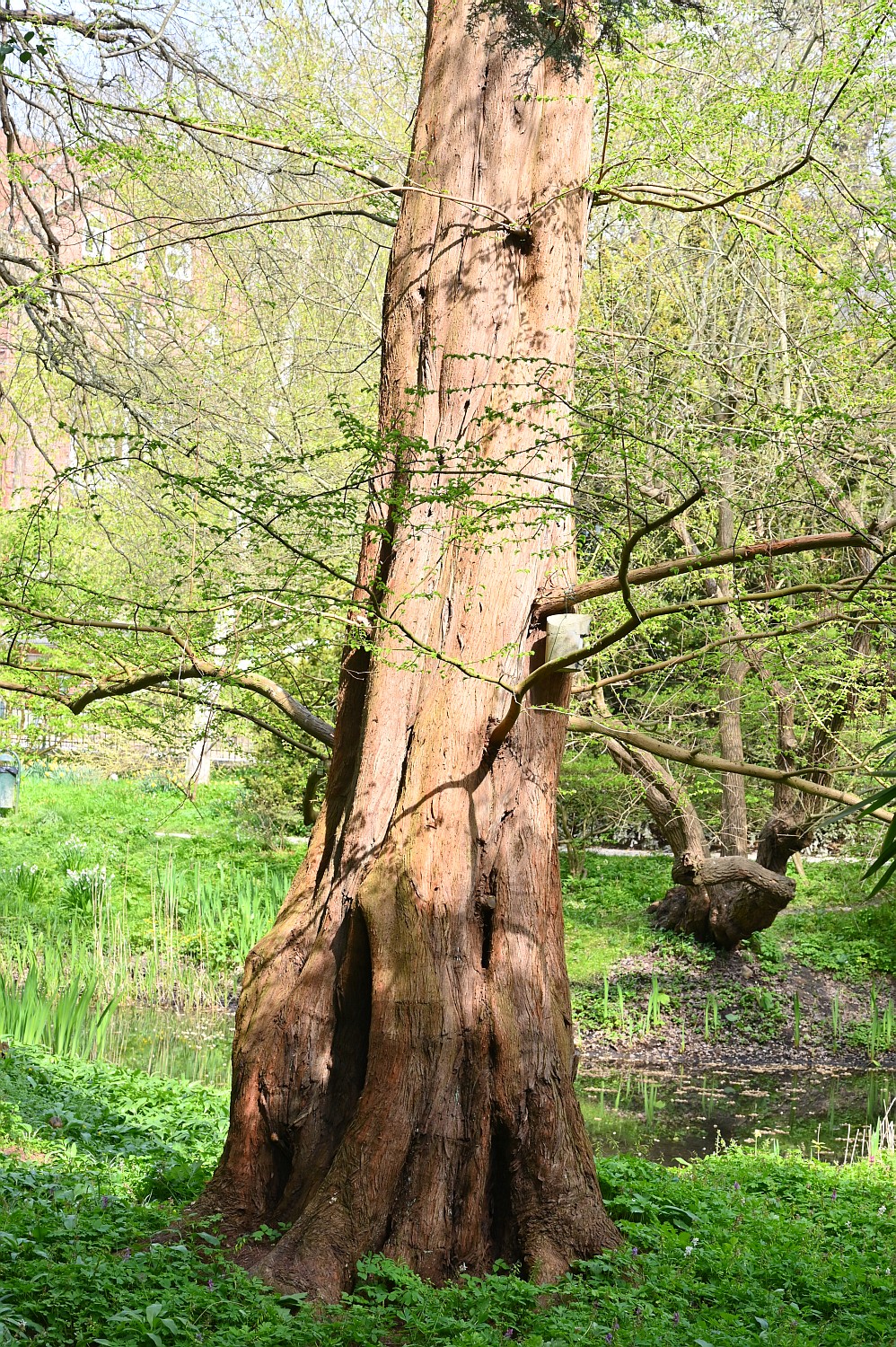 Metasequoia glyptostroboides - Kiel, Alter Botanischer Garten - 2022