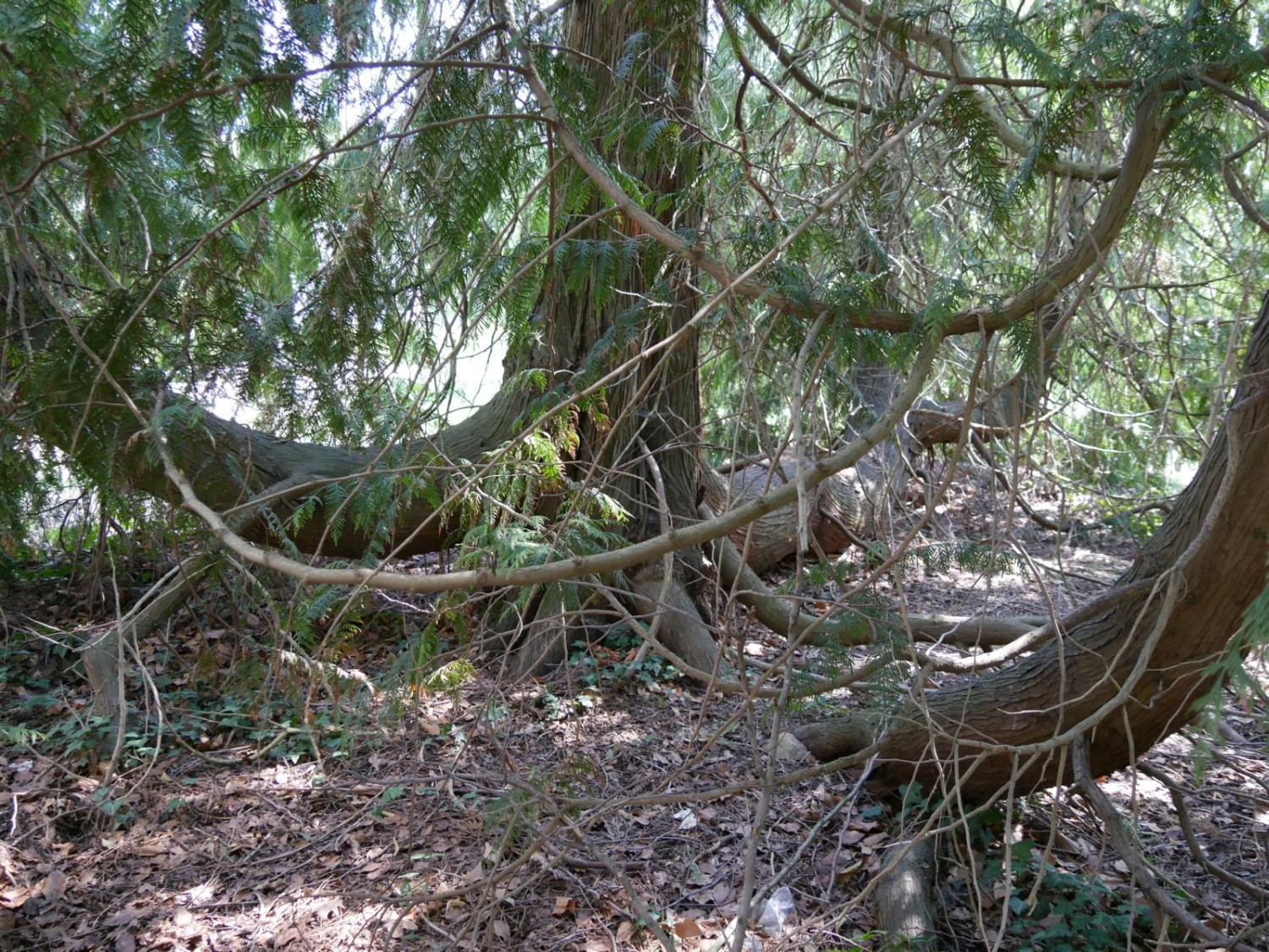 Chamaecyparis lawsoniana - Marburg - 2020