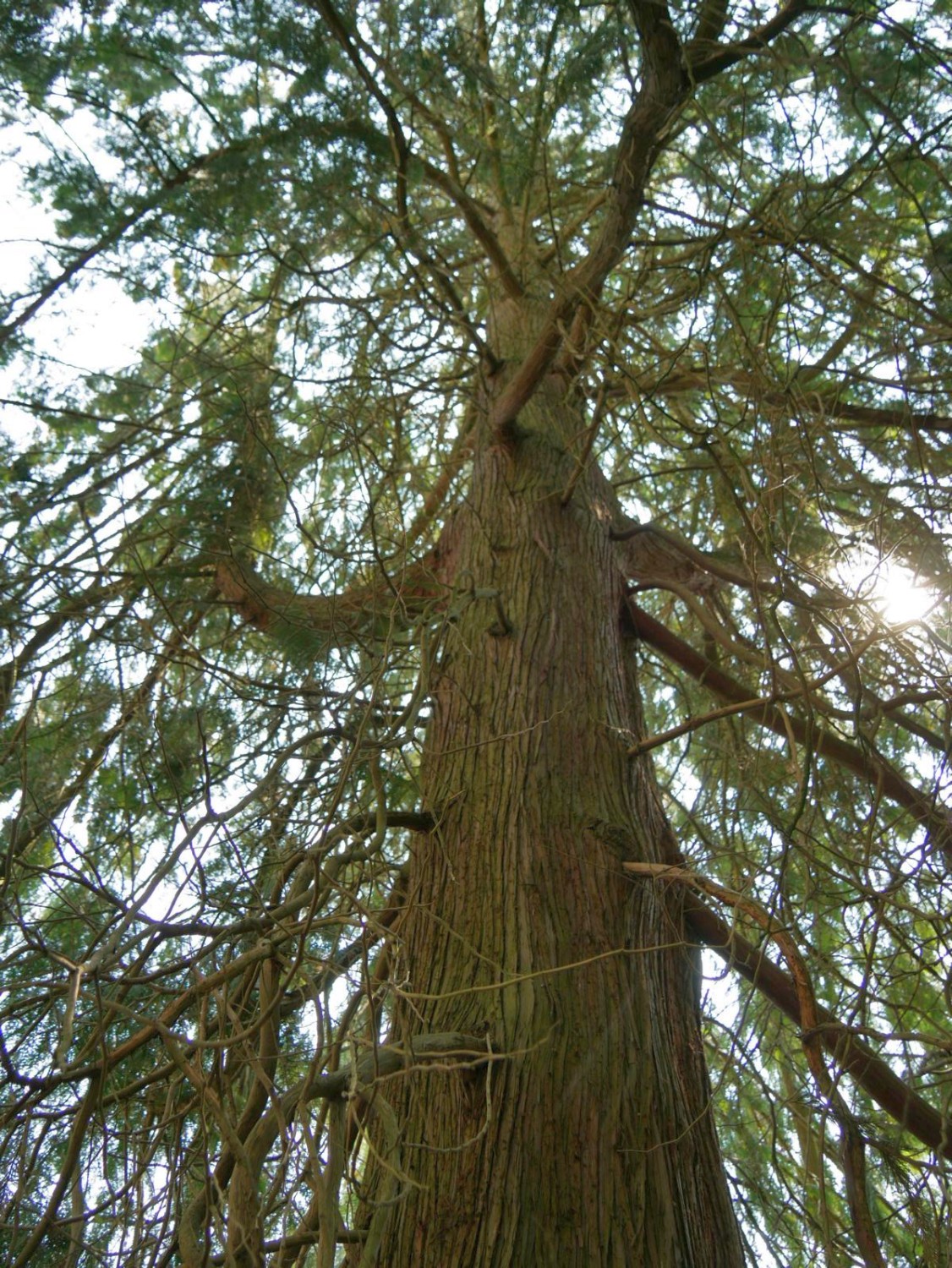 Chamaecyparis lawsoniana - Marburg - 2020