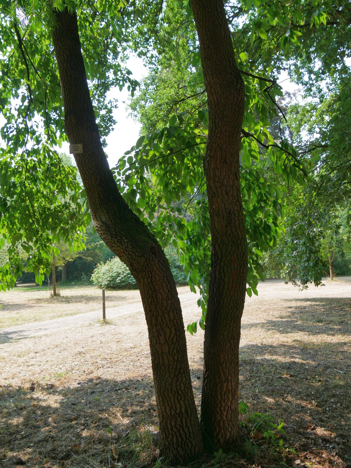 Diospyros virginiana - Marburg - 2020