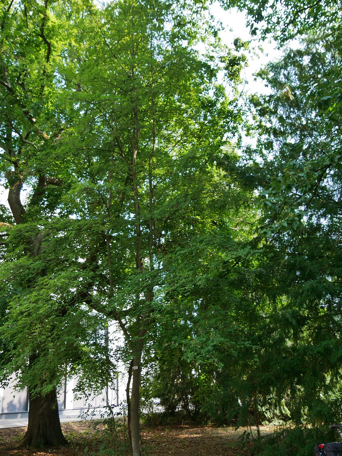 Amelanchier laevis