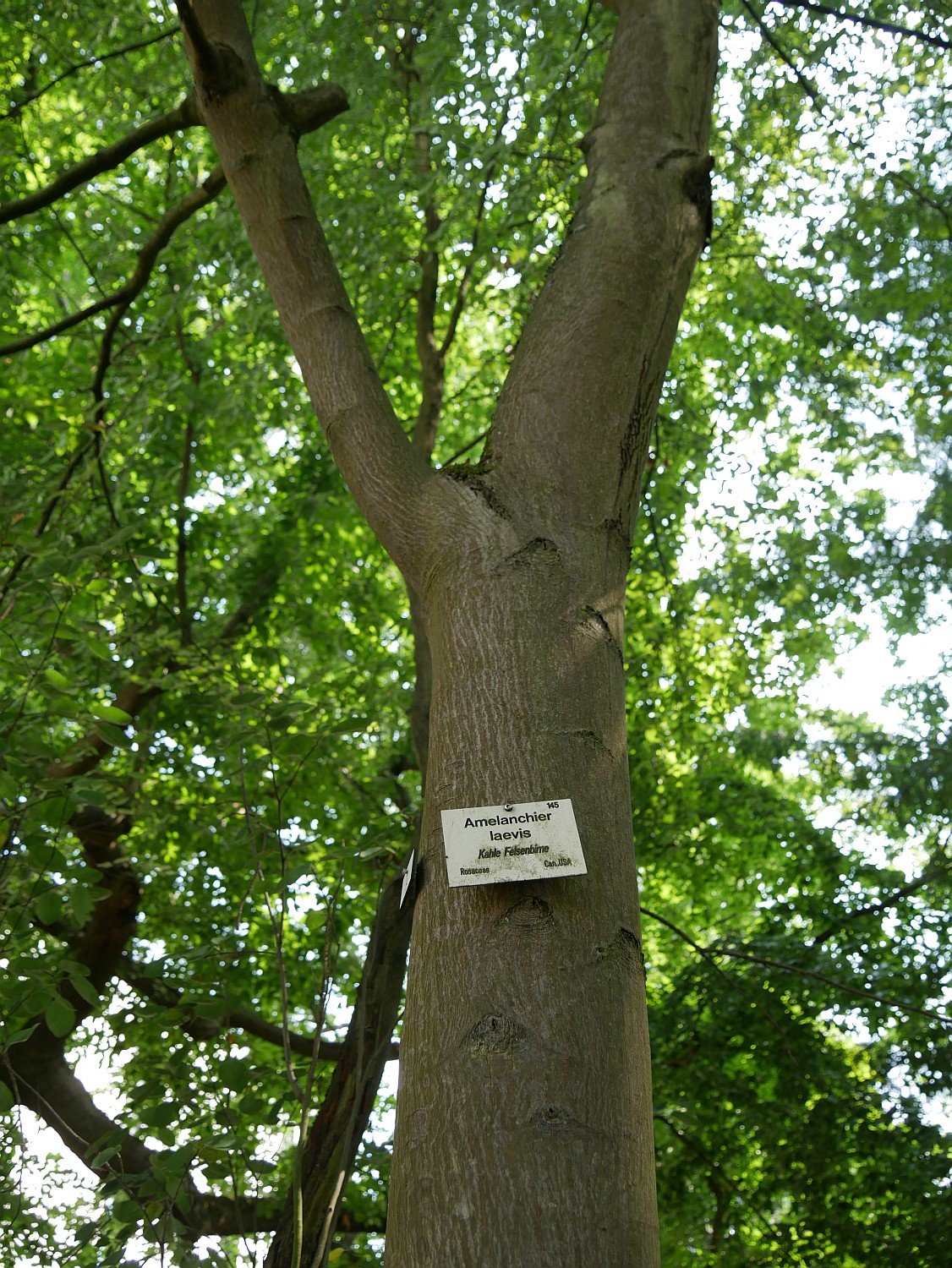 Amelanchier laevis - Marburg - 2020