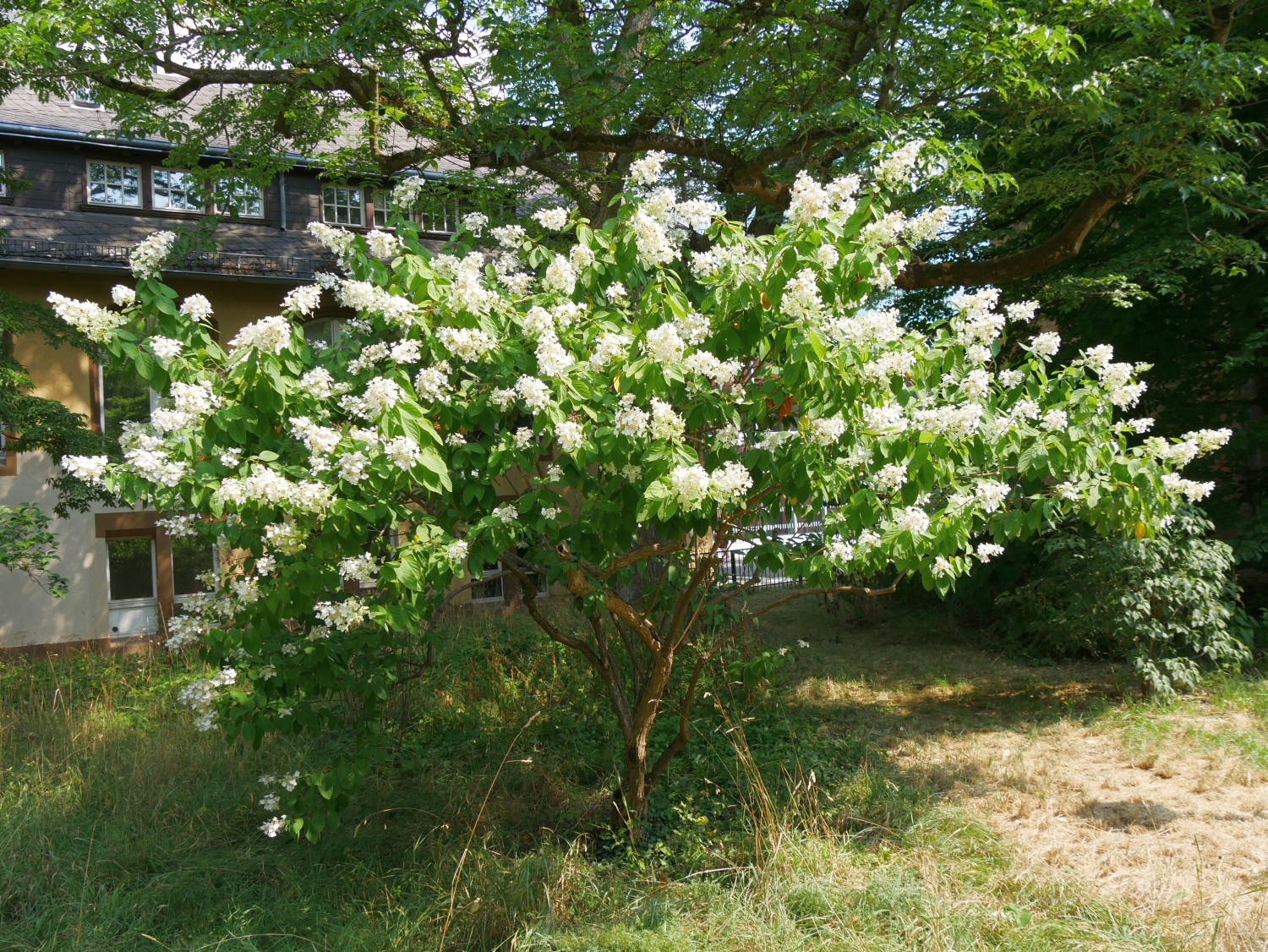 Hydrangea paniculata