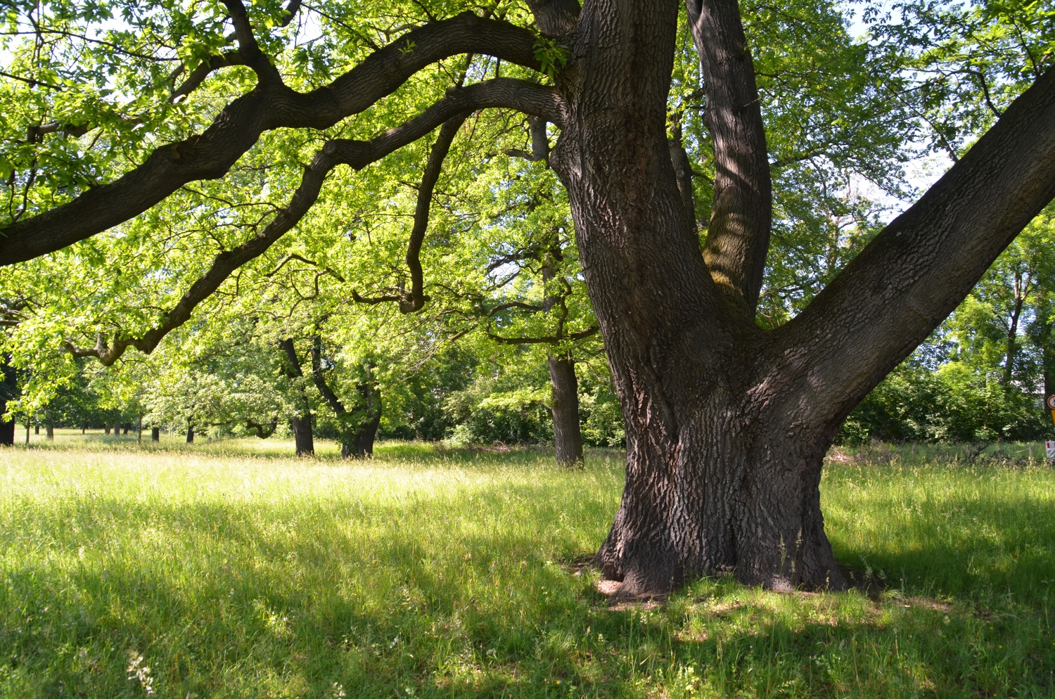cerris Quercus