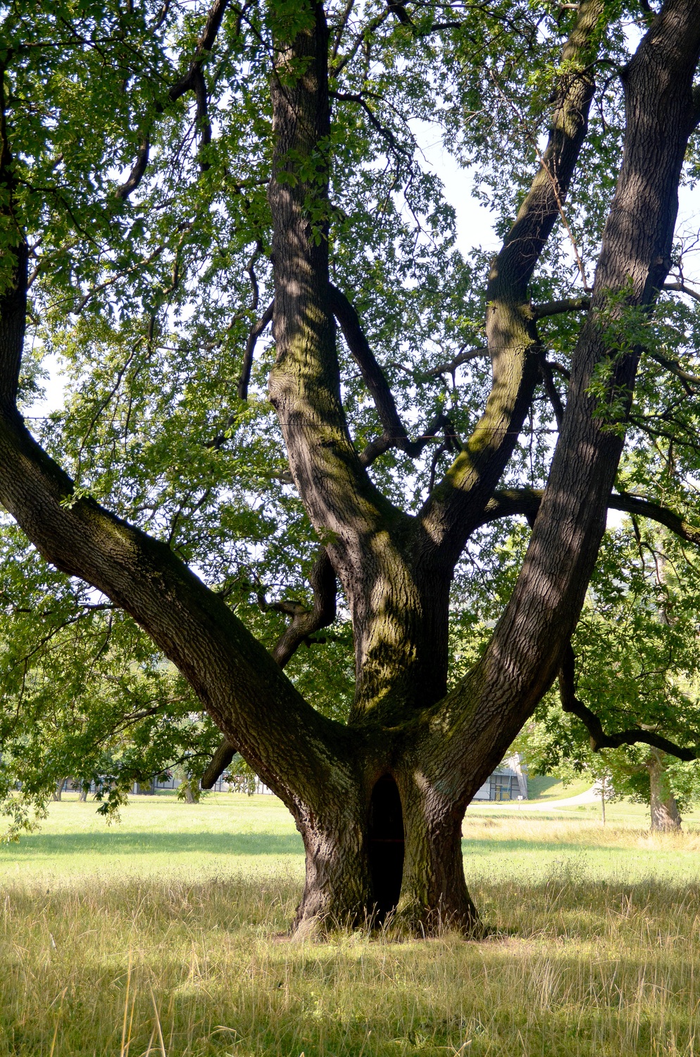 Quercus cerris - Bad Cannstatt - 2019