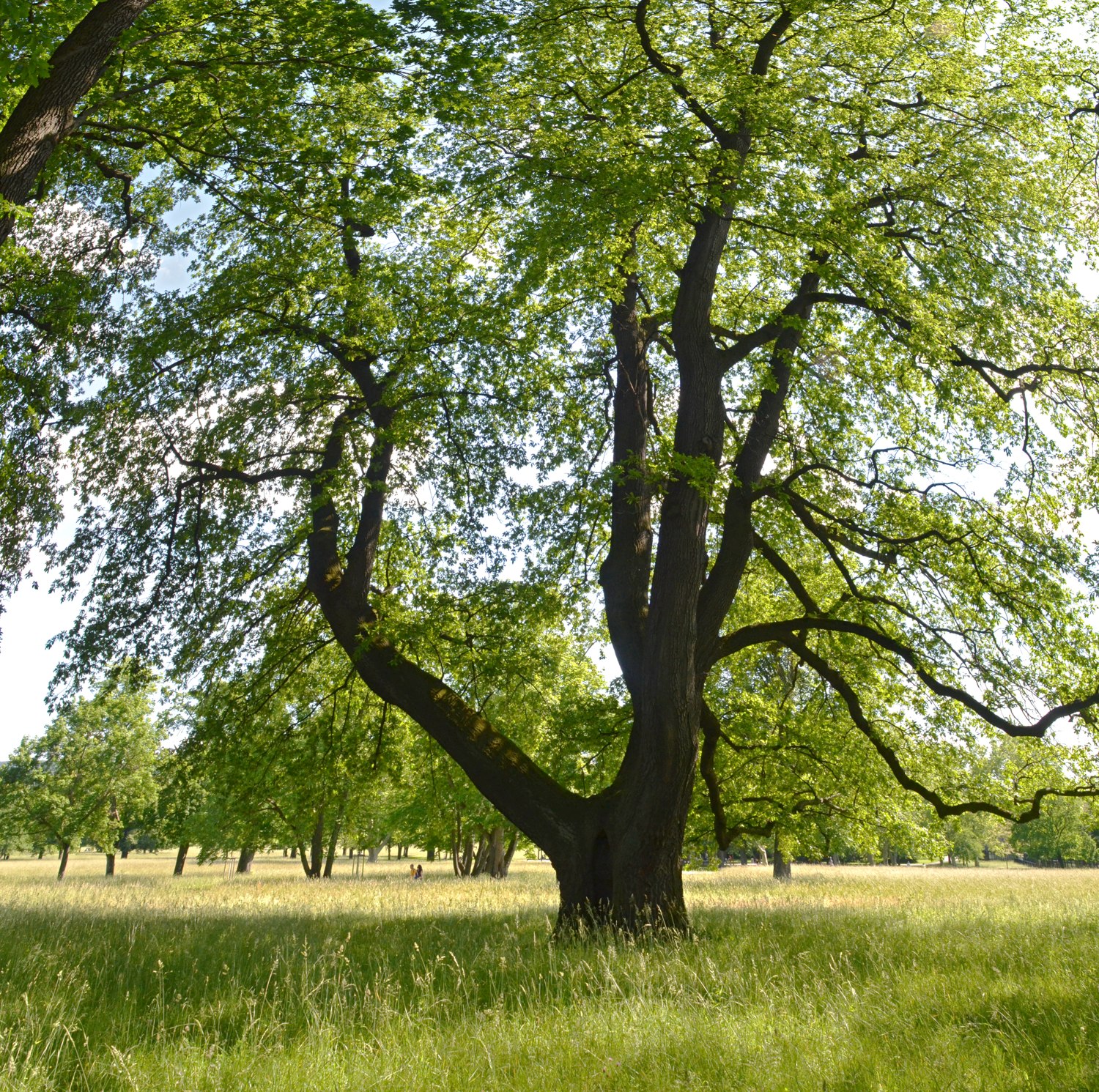 Quercus cerris - Bad Cannstatt - 2019