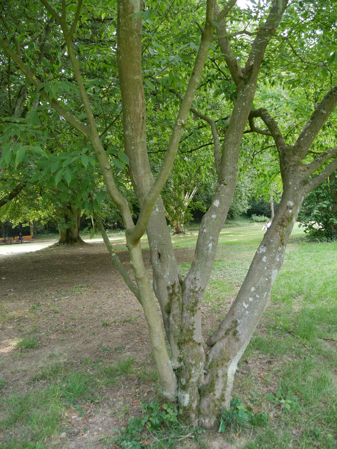 Acer carpinifolium